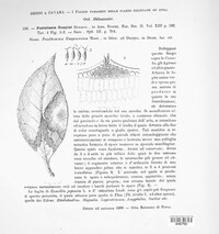 Pestalotia guepinii image